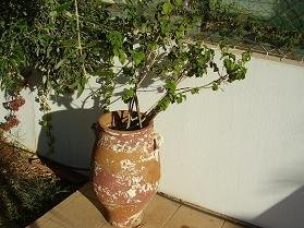 Garden Apartments in Analipsi.