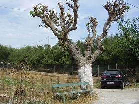 Kefalas, Apokoronas, Crete, Kreta