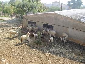 Kefalas, Apokoronas, Crete