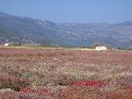 Plain near Skala Kalonis