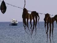 Lesbos, drying octopus in Skale Eressos