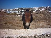 Een muilezel komt gia sou (hallo) zeggen.