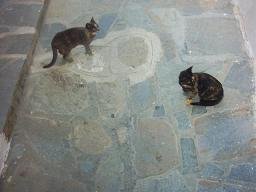 Poesjes in Mykonos stad