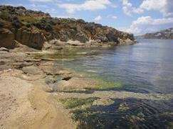 The alge colour the rocks green