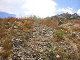The surroundings of Agia Anna Beach