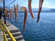 Drying octopus arms at Mithimna