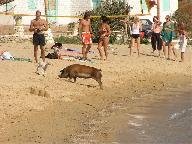 Een varken heeft het ook naar zijn zin op het strand van Panormos