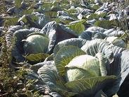 Farm in Agia Pelagia