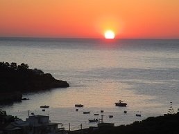 An onionfield in full bloom.