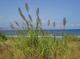 Petres beach, Crete, Kreta