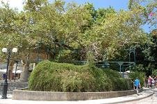 Hippocatres tree, Plataan van Hipppocrates