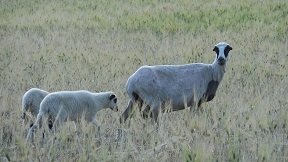 Schinoussa