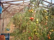 Sfinari Beach - Sfinari strand.