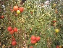 Sfinari Beach - Sfinari strand.