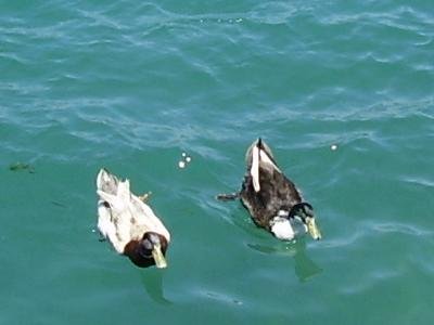 Skala Polichnitos Lesbos