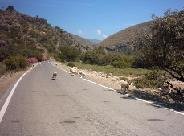 Schapen en geiten zie je overal rond de kloof