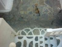 A dog in front of our studio