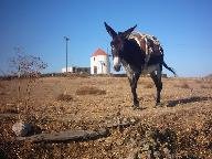 A donkey near a windmill on Tinos
