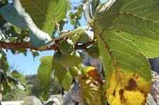 Figtree, vijgenboom, Kos