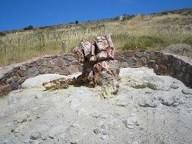 Versteende woud Lesbos