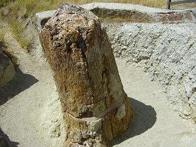 Versteende woud Lesbos