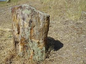 Versteende woud Lesbos