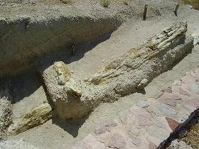 Versteende woud Lesbos