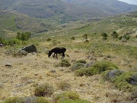 Versteende woud Lesbos