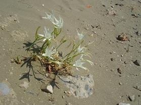 Xerokampos Beach, zuidoost Kreta