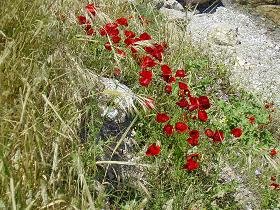 Mytilini, Mitilini, Mytilene