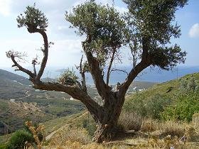 Andros