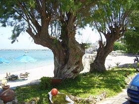 Samos, Ireon