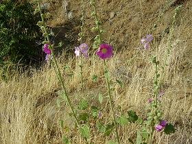 Lesbos, Skala Eressos