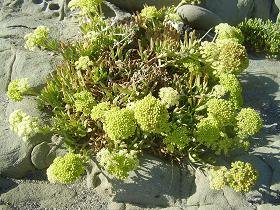 De prachtige stranden van Agios Pavlos op Kreta