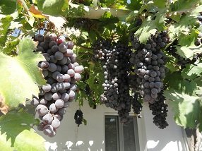 Almirida, Crete, Kreta