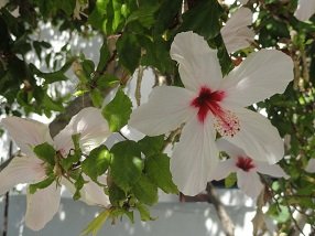 Almyrida, Almirida Beach, Kreta, Crete