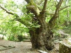 Argiroupoli, Rethimnon, Crete, Kreta