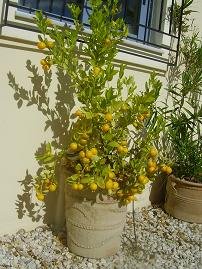 Aspro, Sophia's House, Villa in Crete, Almirida, Almyrida, Kreta