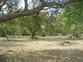 Aspro, Sophia's House, Villa in Crete, Almirida, Almyrida, Kreta