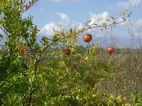 Aspro, Sophia's House, Villa in Crete, Almirida, Almyrida, Kreta