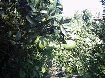 sinaasappelboom in Avdou op Kreta.