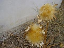 Azokeramos Crete, Kreta