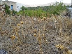 Azokeramos Crete, Kreta