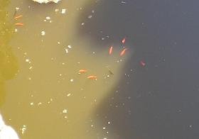 Drapanos, Apokoronas, Crete, Kreta