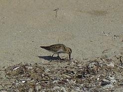 Episkopi beach, Madaros, Rethimnon, Crete, Kreta