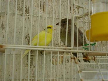 Episkopi, Rethimnon, Crete, Kreta