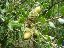 Fres, Apokoronas, Kreta, Crete