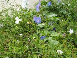 Gavalochori, Crete, Kreta