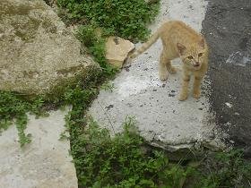 Gavalochori, Apokoronas, Kreta, Crete.