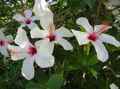 Houmeriakos, Houmeriako Crete, Kreta